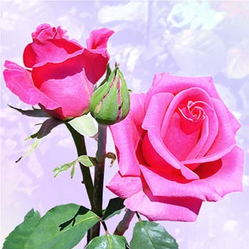 Hi r